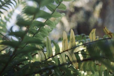 Close-up of white flowering plant