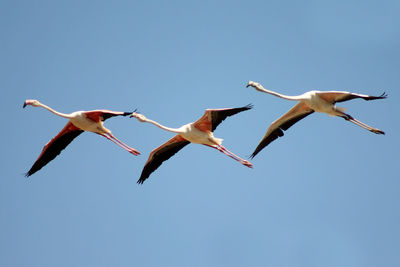 Low angle view of birds flying against clear sky