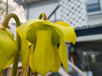 Close-up of yellow flowering plant