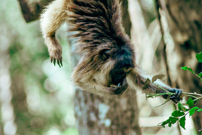 Close-up of a monkey on tree branch