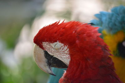 Close-up of macaws outdoors