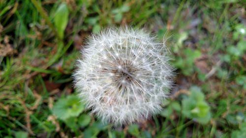 Close-up of dandelion flower