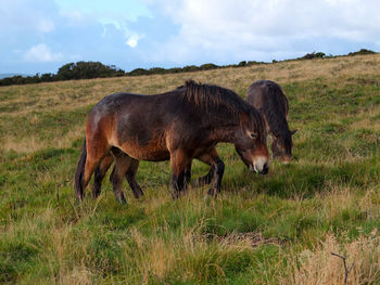 Mules grazing on farm