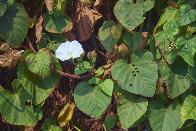 Close-up of green leaves on plant