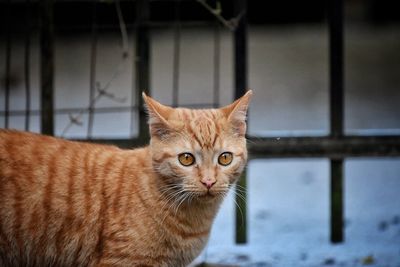 Close-up portrait of cat