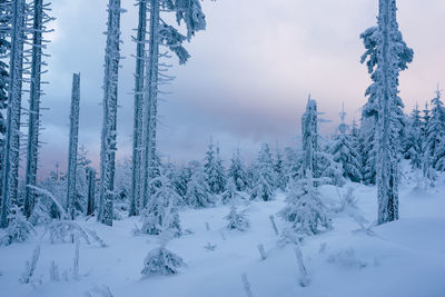 Close-up of snow covered trees in forest