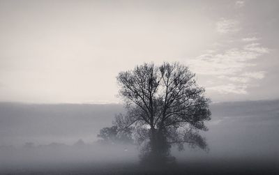 Bare tree on landscape against clear sky