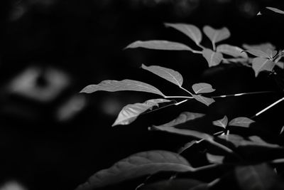 Close up of leaves