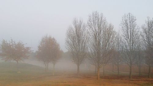 Trees in foggy weather