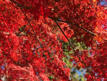 Low angle view of cherry blossom during autumn