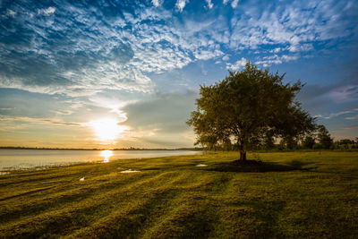 Trees on field against sky during sunset