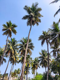 Low angle view of coconut palm trees against blue sky