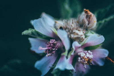 Close-up of bee on flower