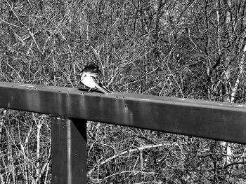 View of bird perching on railing