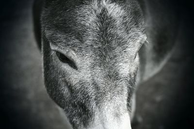 Close-up of animal eye