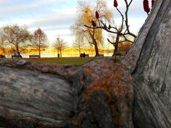 Bare trees on landscape