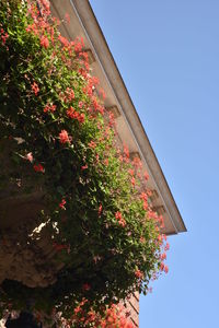 Low angle view of flowering tree against clear blue sky