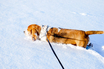 Dog lying on snow covered land