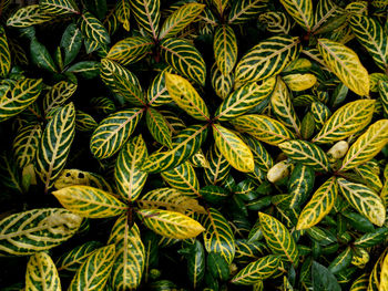 Full frame shot of plants