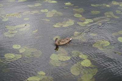 High angle view of duck swimming in lake