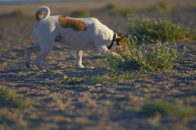 Dog running on field