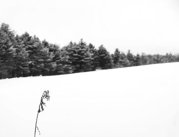 Trees on snow field against clear sky