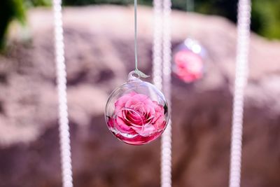 Close-up of pink rose in spherical glass decoration