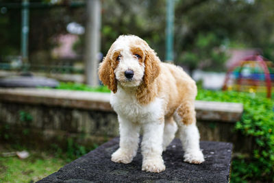 Giant poodle puppy playful in garden