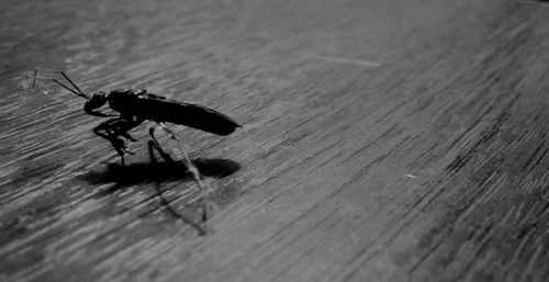 Close-up of insect on wood