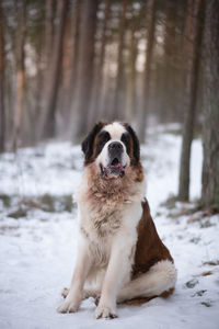 Saint bernard silly face