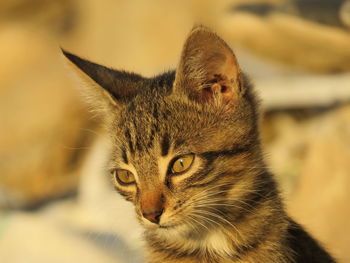 Close-up portrait of a cat