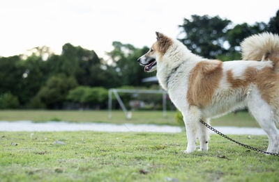 Dogs running on field