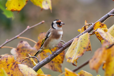 Close-up of bird perching on branch