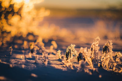 Frozen plants on snow covered field during sunset