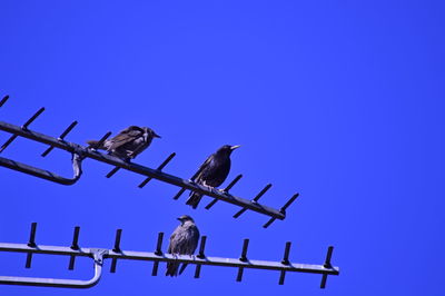 Low angle view of pigeon perching on cable