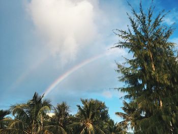 Low angle view of trees against rainbow in sky