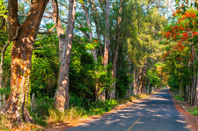 Road amidst trees