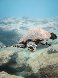 Close-up of turtle in sea