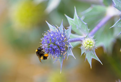 Close-up of bee pollinating on purple flower