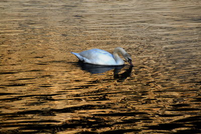 Bird swimming in lake