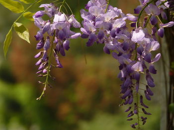 Close-up of purple flowering plant