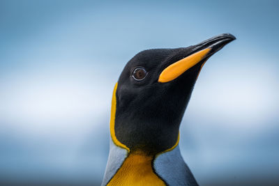 Close-up of penguin against sky