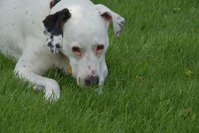 White dog lying on grass