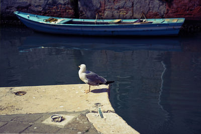 Seagull perching on a boat