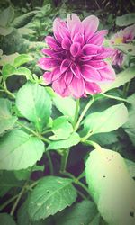 Close-up of pink flower blooming outdoors