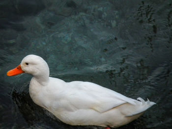 Close-up of swan