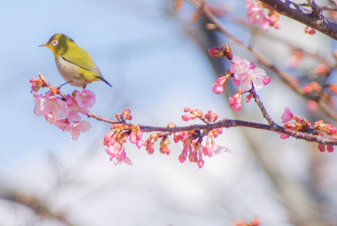 bird, animal themes, nature, beauty in nature, flower, focus on foreground, one animal, animals in the wild, animal wildlife, perching, no people, pink color, branch, day, outdoors, freshness, close-up, fragility, plum blossom, flower head