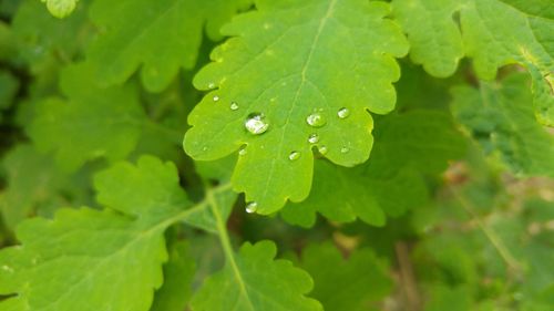 Close-up of wet plant