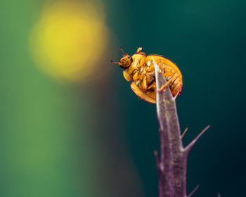 Close-up of bee pollinating on flower