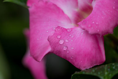 Close-up of wet pink flower